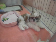 寝起き(｡-_-｡)