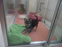 わんぱく(ﾟ∀ﾟ)