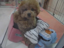 プーちゃん(･∀･)