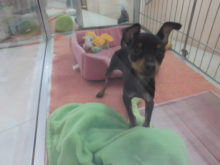 ミニピンちゃんとハムちゃん(^ω^)