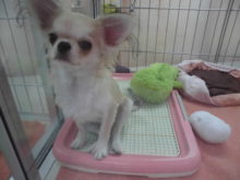 チワちゃんとインコ(*^_^*)