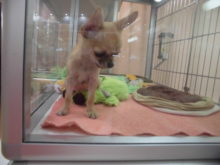 見つめ合い(*´∀｀)