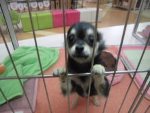 今日のポチたま(*ﾟ▽ﾟ*)