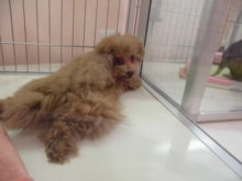 プーちゃん(^O^)