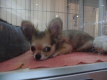 ポーズ（＾∇＾）