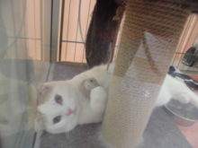 スコさん(*´∀｀)