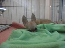 チワワ君(´∀｀)