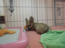 節分（＾∇＾）