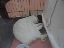 スコくん(*´∀｀)