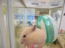 ハムちゃん(・∀・)