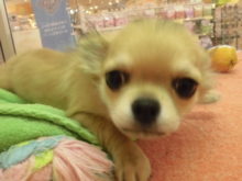 今日のポチたま(^O^)