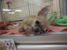 スムース君( ´▽｀)