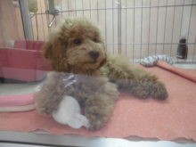 プーちゃん(ﾟ∀ﾟ)