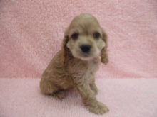 新メンバー(*´∀｀*)