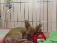 今日のポチたま(*´∀｀)