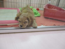 はしゃぐ( *｀ω´)