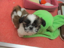 シーちゃん(*ﾟ∀ﾟ*)