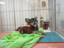 チワちゃん（＾∇＾）