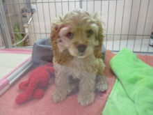 ベッド(´・ω・｀)