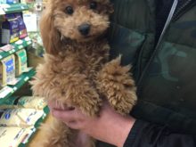 家族が決まりました(^O^)