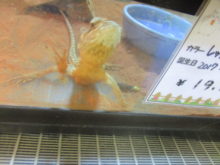 ごはん(*´ω｀*)