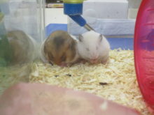 連休最終日(*´∀｀)