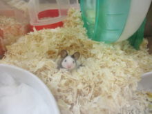 暑さ対策(￣ー￣)