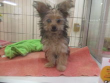 今日のポチたま(^O^)