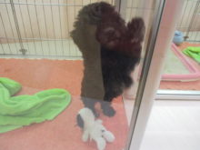 プーくん(*´∀｀)