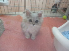 ペル君(*´ω｀*)