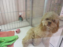 ポチたま(・∀・)