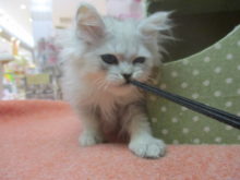 ストラップ大好き(^O^)