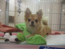 ポチたま(・∀・)