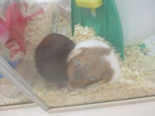 小動物とブル君( ´▽｀)