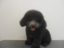 モッコモコ(´∀｀*)