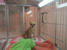 ポチたま(･∀･)