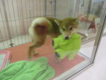 今日のポチたま(^O^)