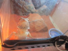 カメラ(ﾟ∀ﾟ)