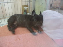 フレブル君(・∀・)