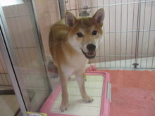 柴君、スコさん(*ﾟ▽ﾟ*)