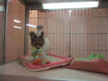 わんぱく（＾∇＾）