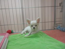 ポチたま( ´▽｀)