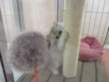 おもちゃ(●´ω｀●)