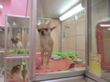 ポチたま(´∇｀)