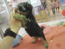 おもちゃみたい( *｀ω´)