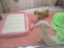 ダックス兄妹とペルちゃん(^O^)