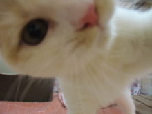 スコ君(=‘ｘ‘=)