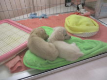 今日のポチたま(*ﾟ▽ﾟ*)