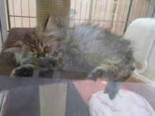 ポチたま(･∀･)