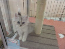 ネコちゃんと新商品(ﾟ∀ﾟ)